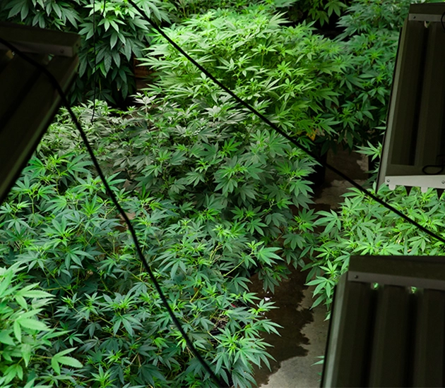 marijuana growing facility