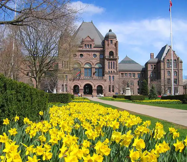 yellow daffodils on the lawn at Queen's Park Toronto